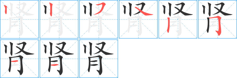 肾字笔顺怎么写