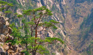 黄山著名景点有哪些，黄山著名景点有哪些百科