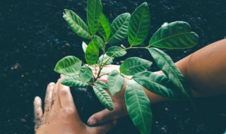 植物能不能带上轻轨 植物能不能带上轻轨动车