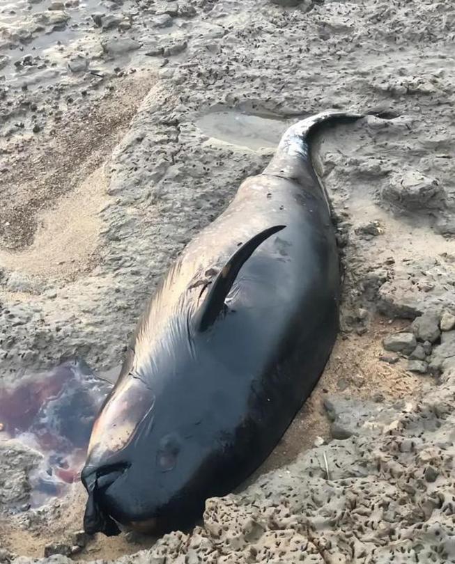 驴友在鄱阳湖湖滩发现江豚尸体，当地：今年多头江豚死亡，干旱影响明显