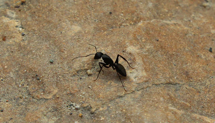 夏天家里有飞蚂蚁怎么办 家里出现飞蚂蚁的原因