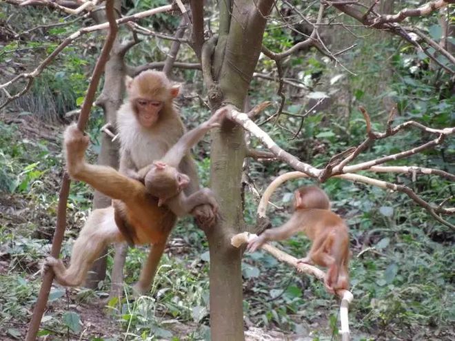 贵州黔灵山猴群下山觅食，警告：不要投喂！猕猴为啥成了泼猴？