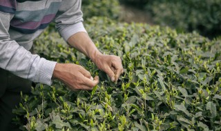 怎么判断茶叶带芽，怎么判断茶叶带芽不带叶