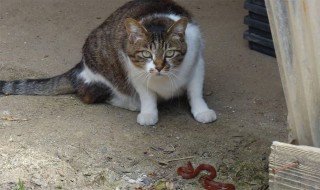 吃猫肉的禁忌 吃猫肉有什么禁忌