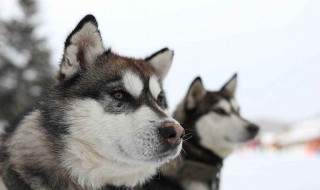 阿拉斯加雪橇犬吃什么