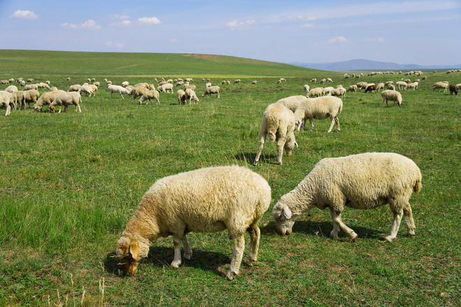 每年花160亿进口！地大物博的中国，为何羊肉还不能自给自足？