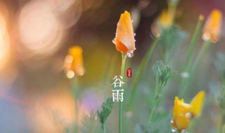 谷雨节气吃什么