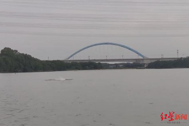 “海上大熊猫”中华白海豚现身广州内河 官方：已注意其动向，呼吁市民不要误捕