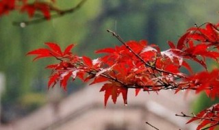 一场秋雨一场寒的下一句是什么