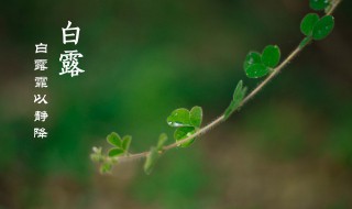 白露节气诗词 有关白露节气的古诗词有哪些？