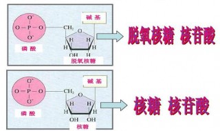 脱氧核糖核苷酸是什么 脱氧核糖核苷酸简单介绍