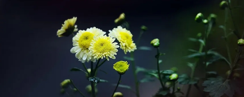 人淡如菊是什么意思（人淡如菊是什么意思啊）