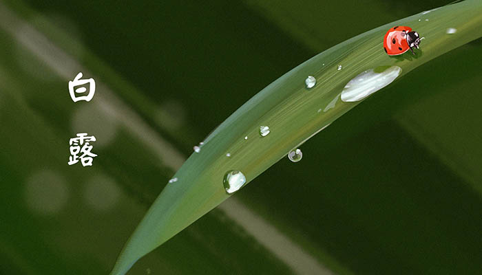 白露节气的由来和风俗