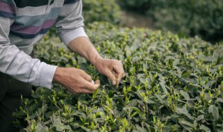 新鲜的茶叶泡着喝可以吗