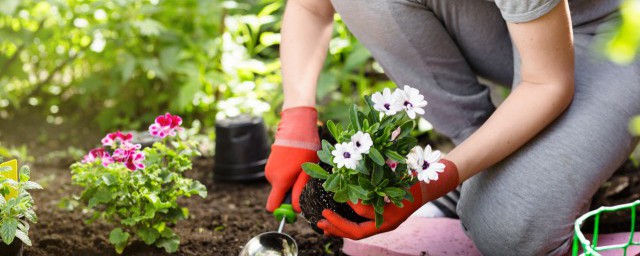 大型室外花园植物有哪些 大型室外花园植物有什么