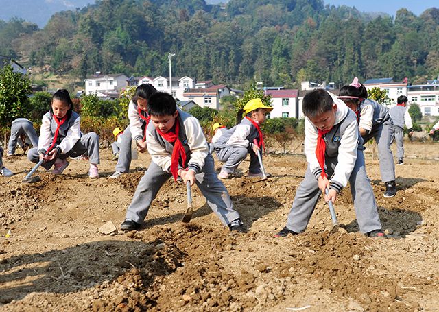 调查显示：中小学生劳动教育严重脱离日常生活