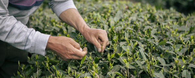 新鲜茶叶怎么看老不老 怎样辨别新茶与老茶