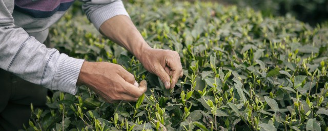 如何制作茶叶香水 如何制作茶叶香水