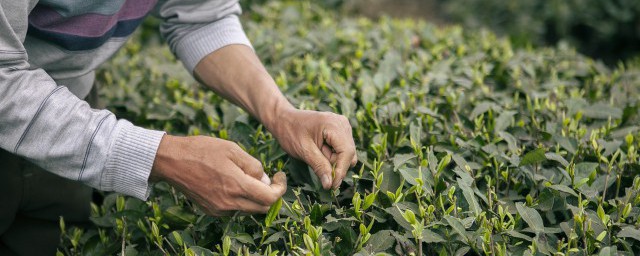 如何制作茶叶粉末 如何自制绿茶粉