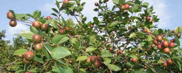 什么地方适合种植茶油 哪些地方适合种植茶油