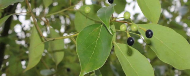 香樟木怎么处理防虫害 香樟木各类害虫特点及防治方法