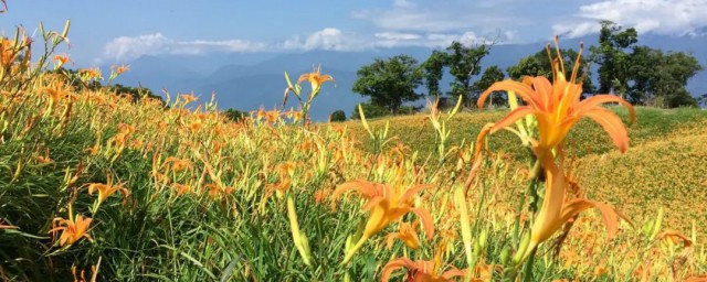 金针花适合室内种吗