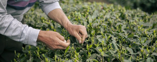 新鲜采摘的茶叶怎么制茶