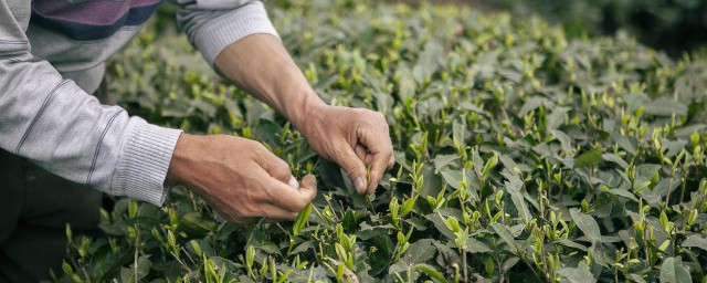 新鲜茶叶怎么吃好吃