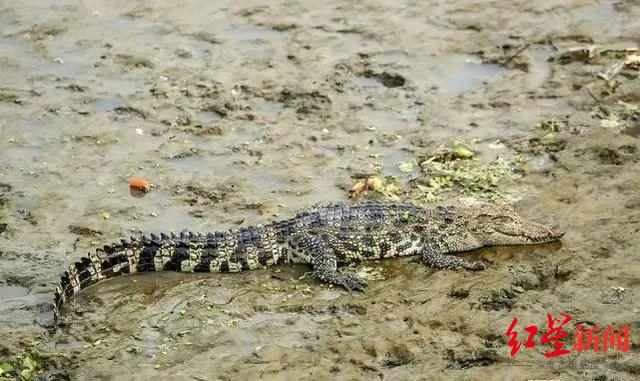 上海黄浦江畔鳄鱼现身，疑为暹罗鳄 警方：抓捕有难度，尚不清楚来源