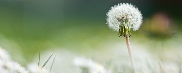 踏青常见植物有哪些 踏青常见植物介绍