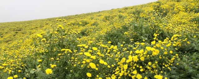 皇菊产地在哪里 皇菊产地在什么地方