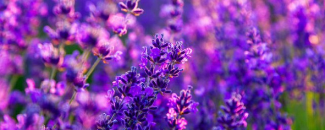 室外耐旱除虫植物有哪些 室外有哪些耐旱除虫植物