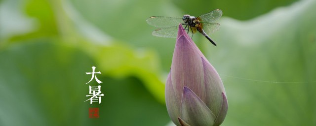 大暑节气有哪些习俗 大暑有哪些民间习俗