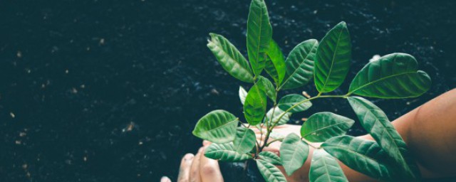 室外绿色植物有哪些 室外有哪些绿色植物