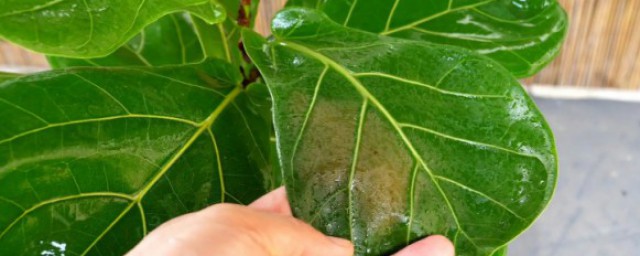 室外大叶植物有哪些 室外有哪些大叶植物