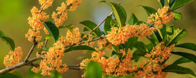 新鲜桂花怎么做糖桂花 如何做桂花糖