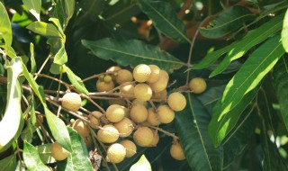 龙眼肉有什么功效 龙眼肉功效有什么