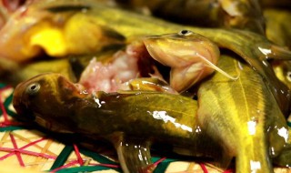 黄辣丁不能和什么一起吃 黄辣丁的食用禁忌