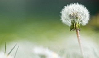 婆婆丁有什么功效 婆婆丁有哪些功效和作用