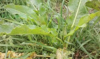 牛耳大黄有什么功效和作用 牛耳大黄的功效是什么