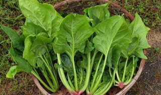 菠菜不能和什么 波菜不能和什么一起吃