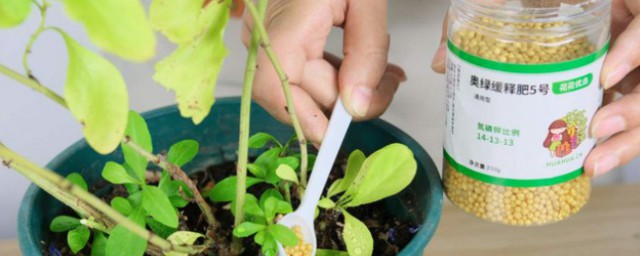 花草冬天怎么种植好 花草冬天如何种植好