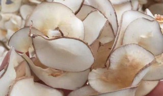 海底椰有什么功效 海底椰的功效