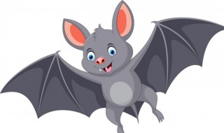 蝙蝠能吃吗有什么功效 蝙蝠有毒吗它的肉能吃吗