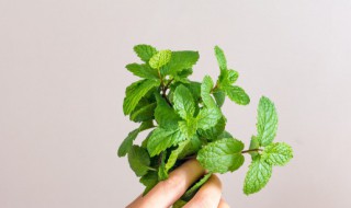 薄荷泡水有什么功效 薄荷泡水喝的功效与作用