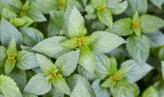 溪黄草有什么功效 溪黄草功效有什么