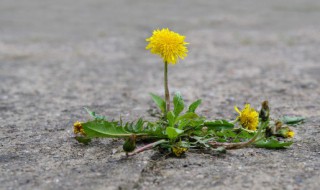 蒲公英茶叶怎么制作 蒲公英怎么做茶叶