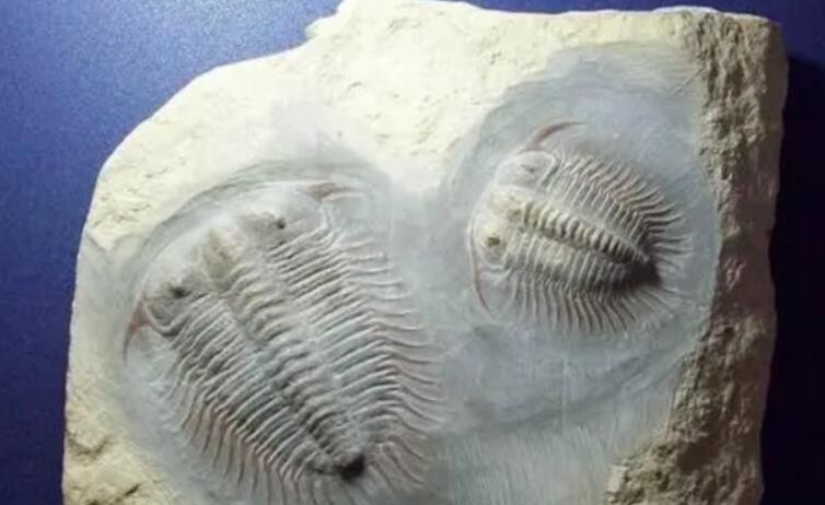 最古老的生物化石是什么