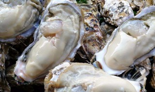 牡蛎有什么作用与功效 牡蛎的功效与作用