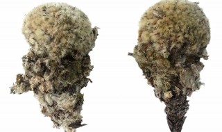 雪莲泡酒有什么功效 雪莲泡酒功效有什么